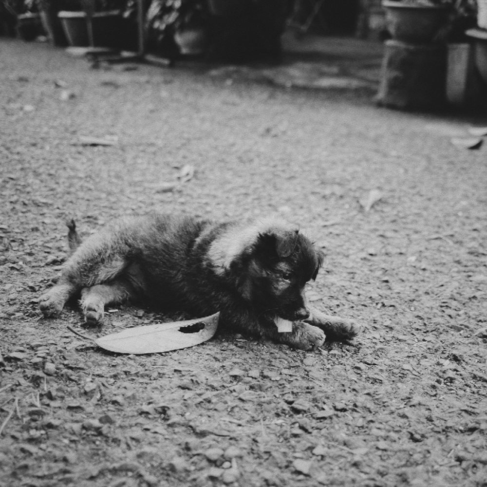 Black-and-white photograph of a puppy lying on a textured ground, chewing on a leaf, evoking a nostalgic and raw emotional tone perfect for storytelling or analog photography themes.